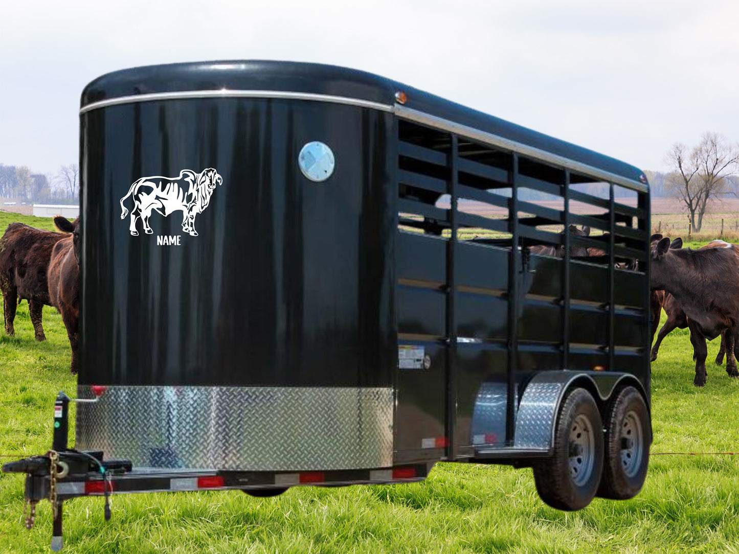 Brahman Cattle Car Decal: Brahman Cow Decal: Vinyl Livestock Show Car Sticker | Custom Vinyl Decal